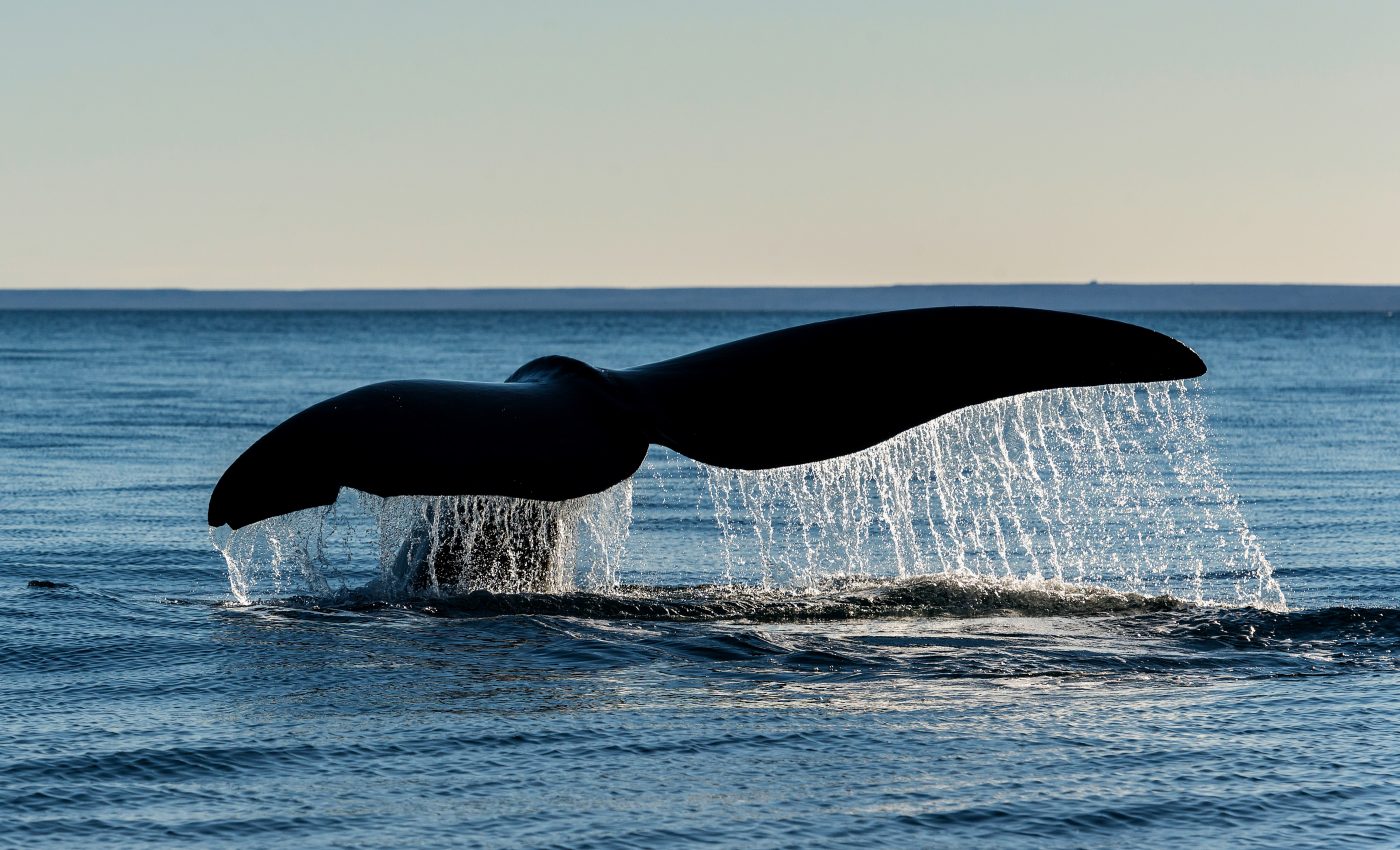 Ships are disregarding efforts to protect North Atlantic right whales