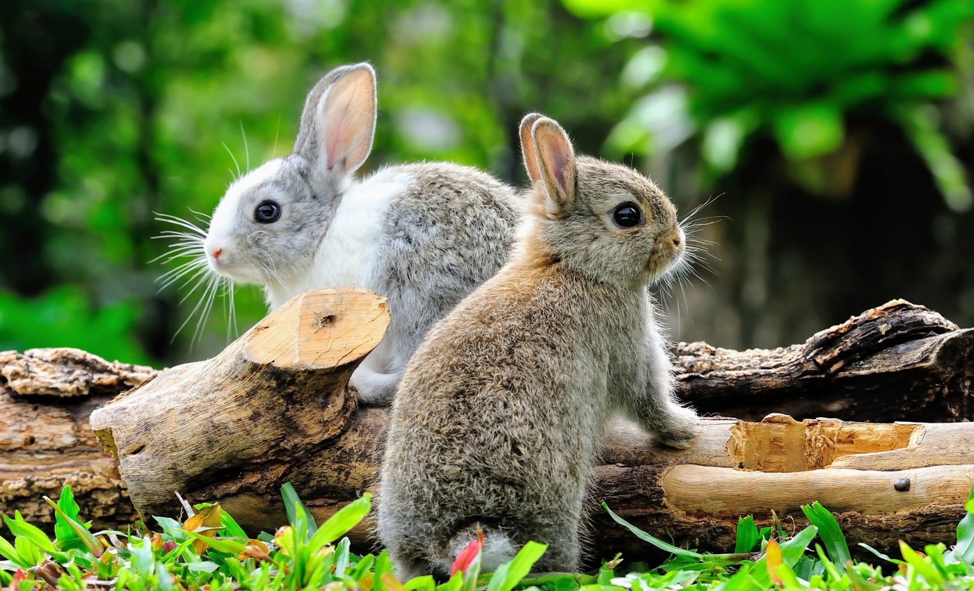 Mammal strikes with aircraft are becoming much more frequent