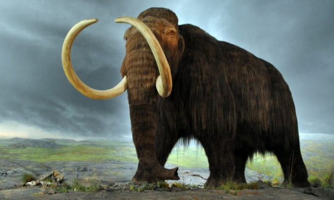 North America's largest mammals were a casualty of climate change
