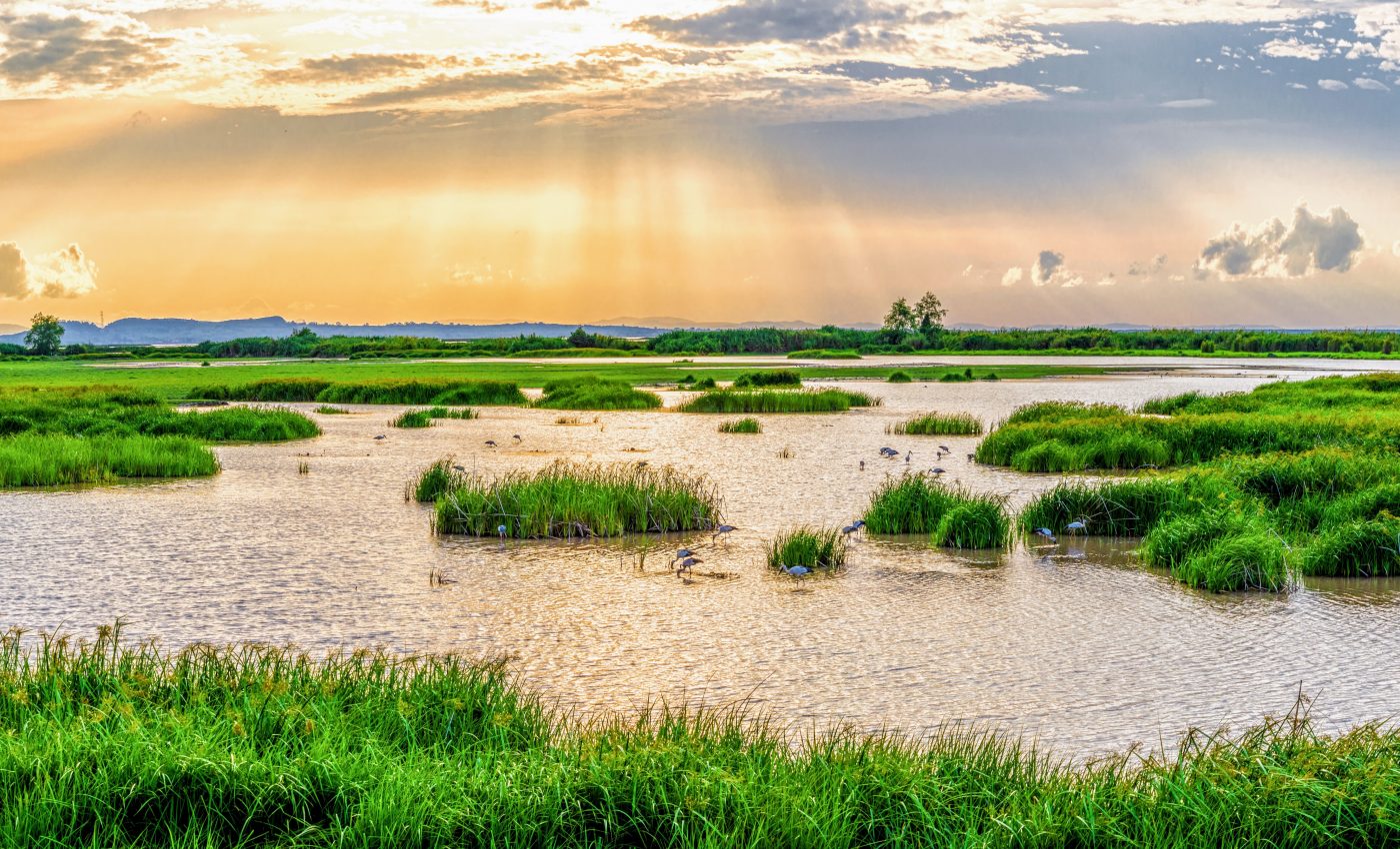 Nature sanitizes more than 40 million tons of human waste a year