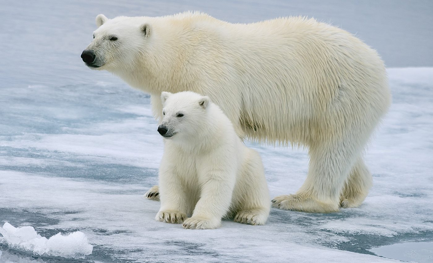 Shrinking Arctic sea ice threatens polar bears and narwhals