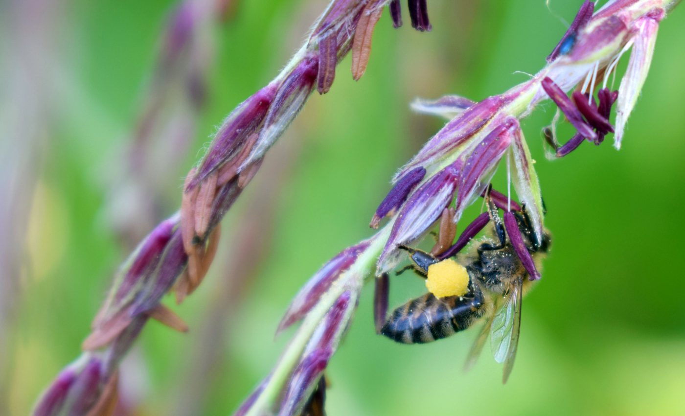 Global food trade depends on wild pollinators