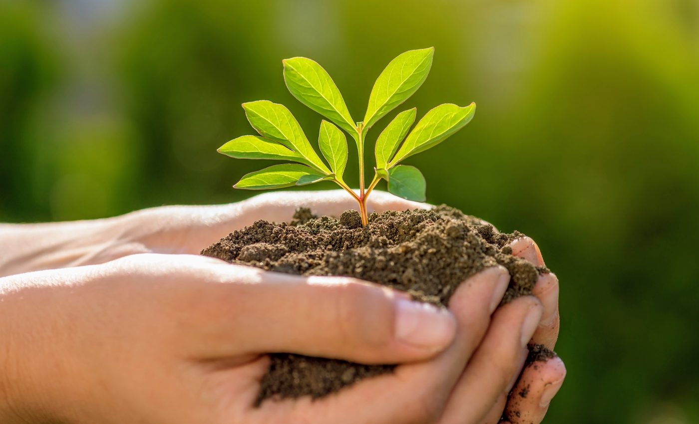 Rising temperatures alter photosynthesis and plant growth