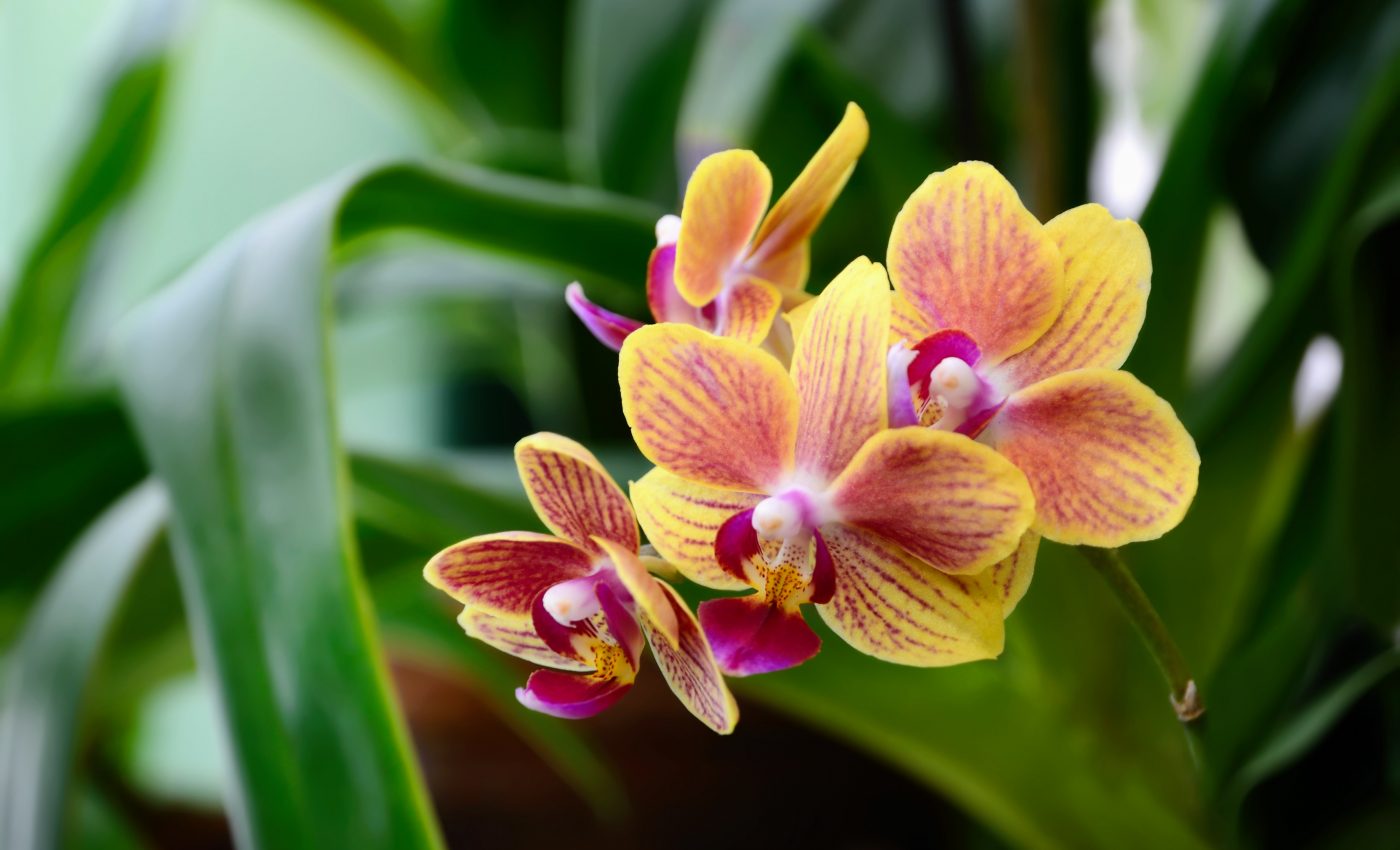 Asteroid impact helped flowering plants take over rainforests