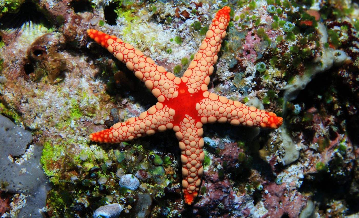 Cannibalism discovered among juvenile sea stars