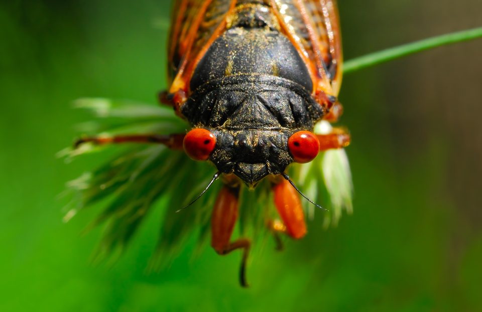 The Cicadas Are Coming: Brood X