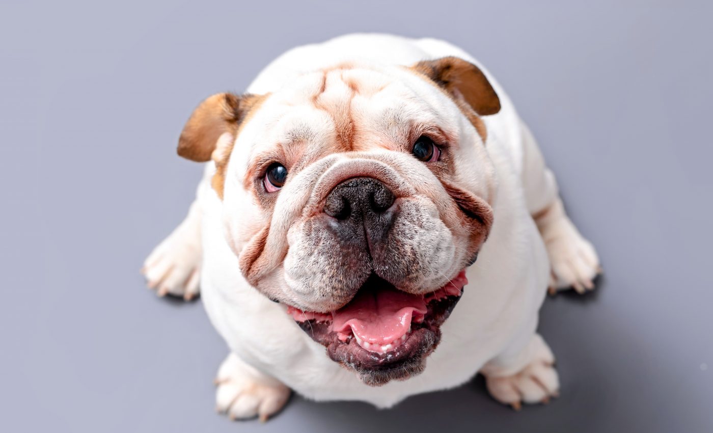 Dogs with shorter noses are better at making eye contact