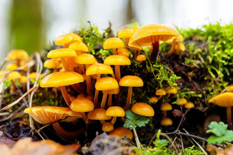 A Beginner's Guide to Mycology