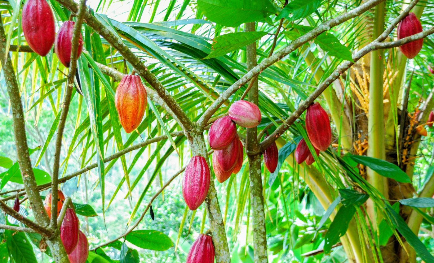 Secret cocoa pollinators revealed