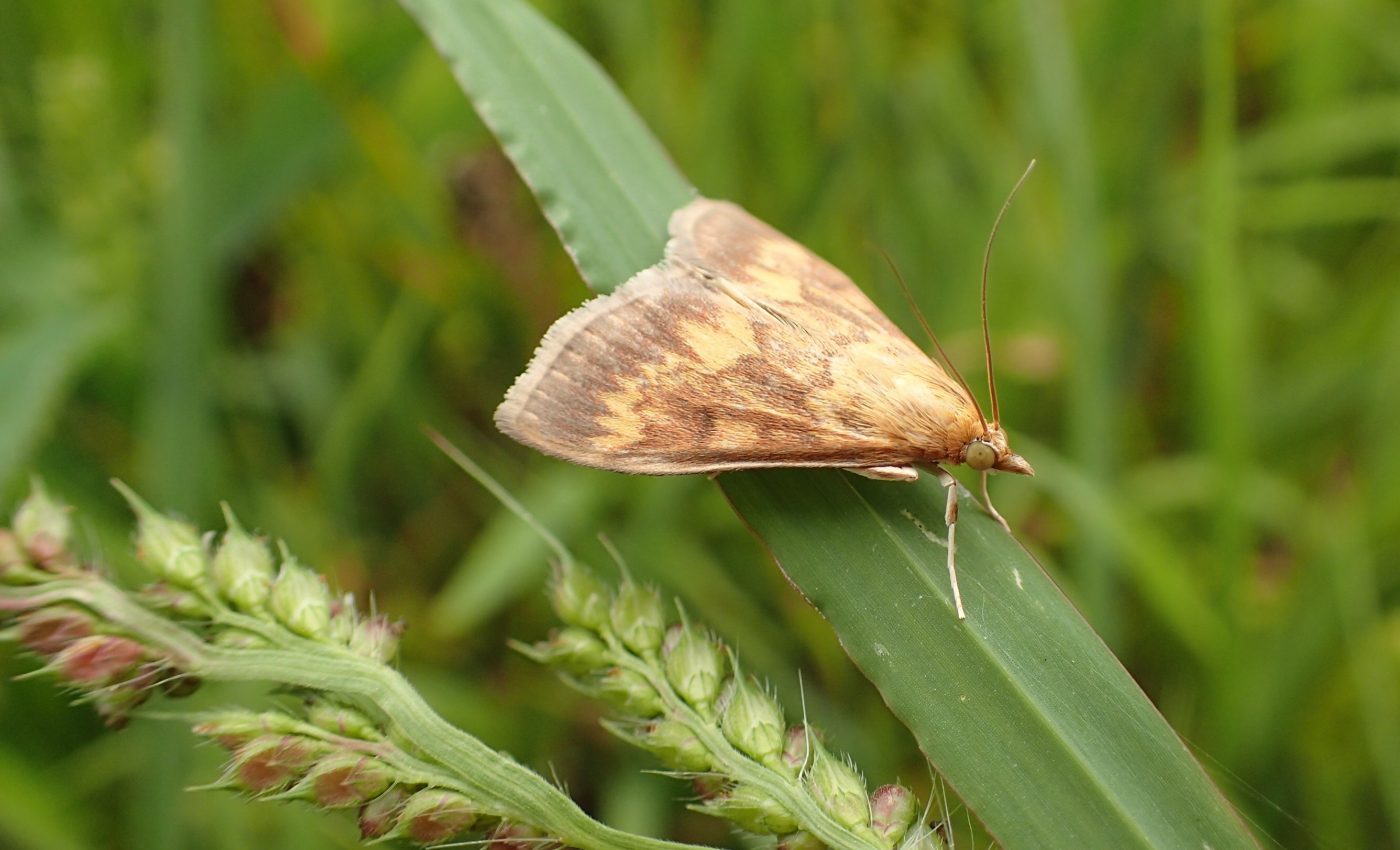 Mating secrets uncovered in European corn borer moths