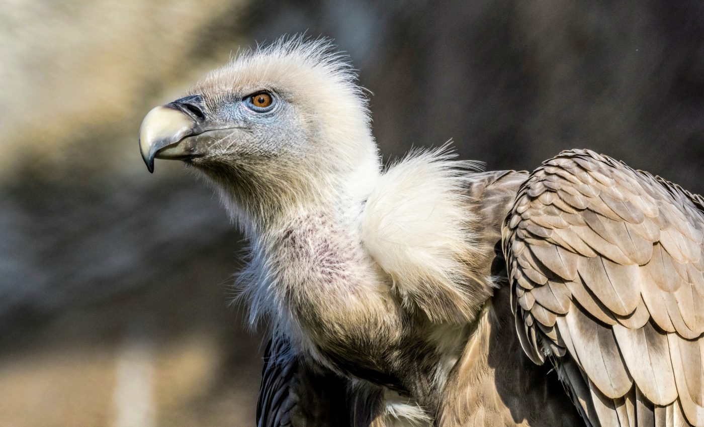 Griffon Vultures have made a remarkable recovery in Bulgaria
