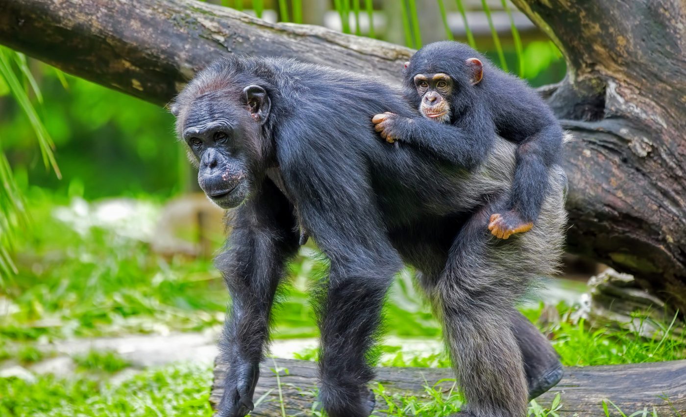 Heat poses a hidden threat to male fertility in many species