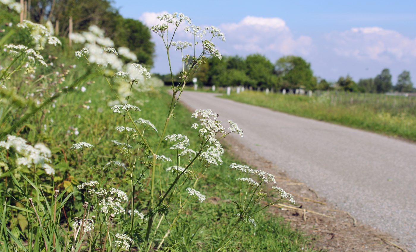Road verges could be used to support wildlife