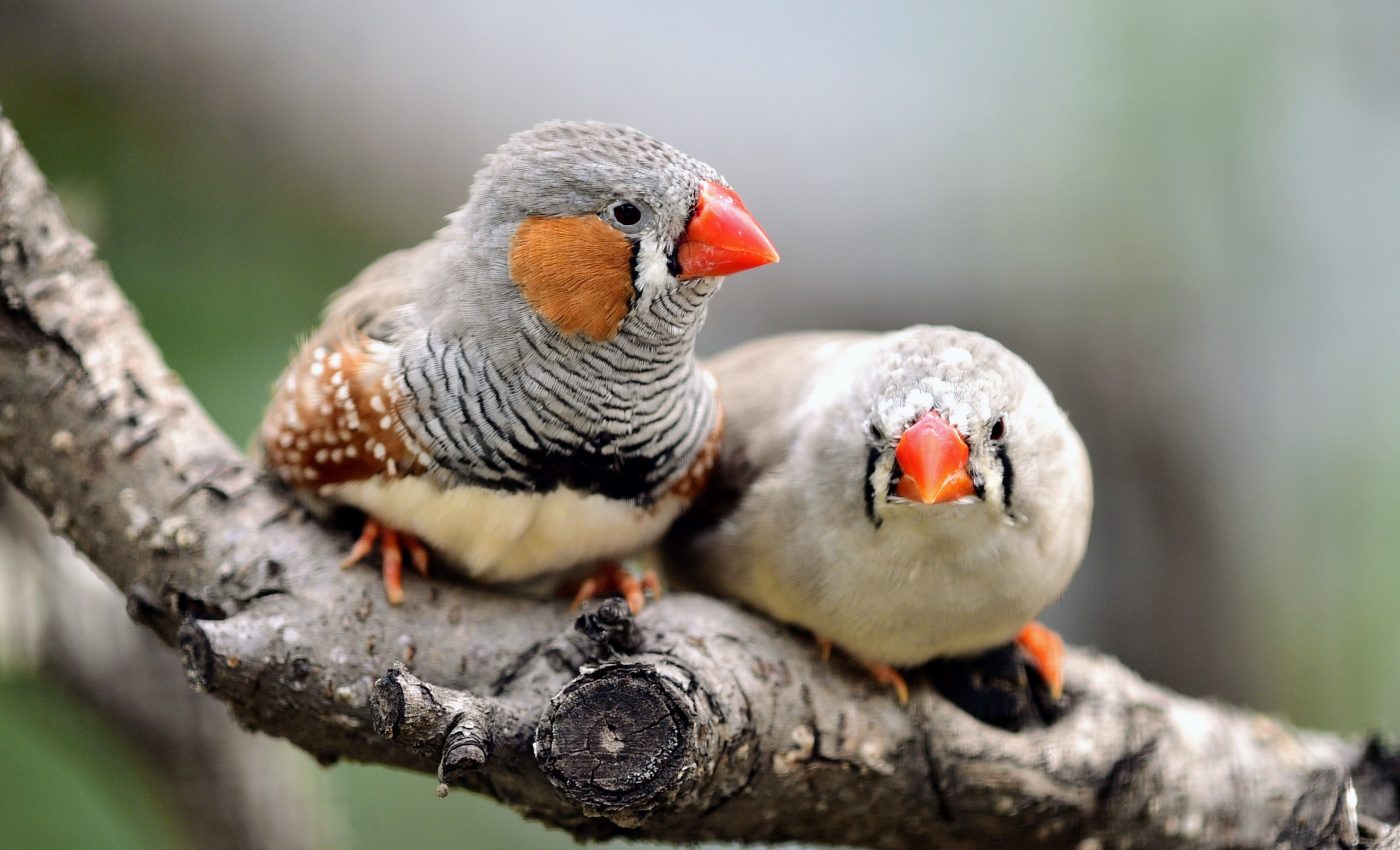 Sound cues help embryos prepare for the outside environment