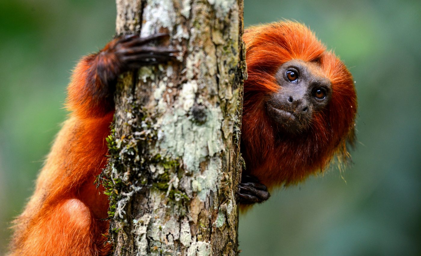 Tamarins change their accent in shared territory to avoid conflict