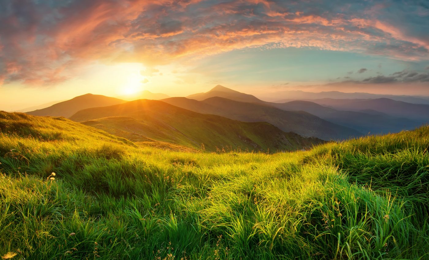 Study reveals why plants have a burst of activity at dawn