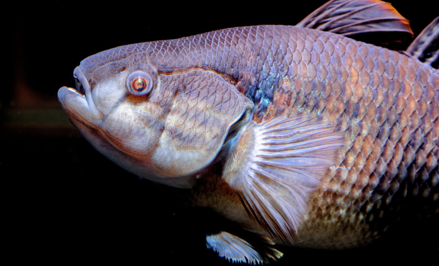 Coelacanths live about five times longer than expected