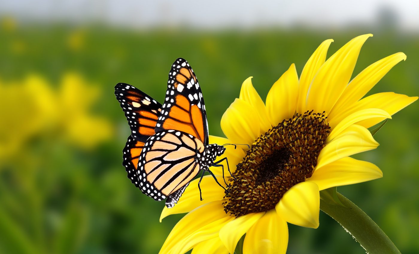 Vanishing butterflies linked to nitrogen surplus