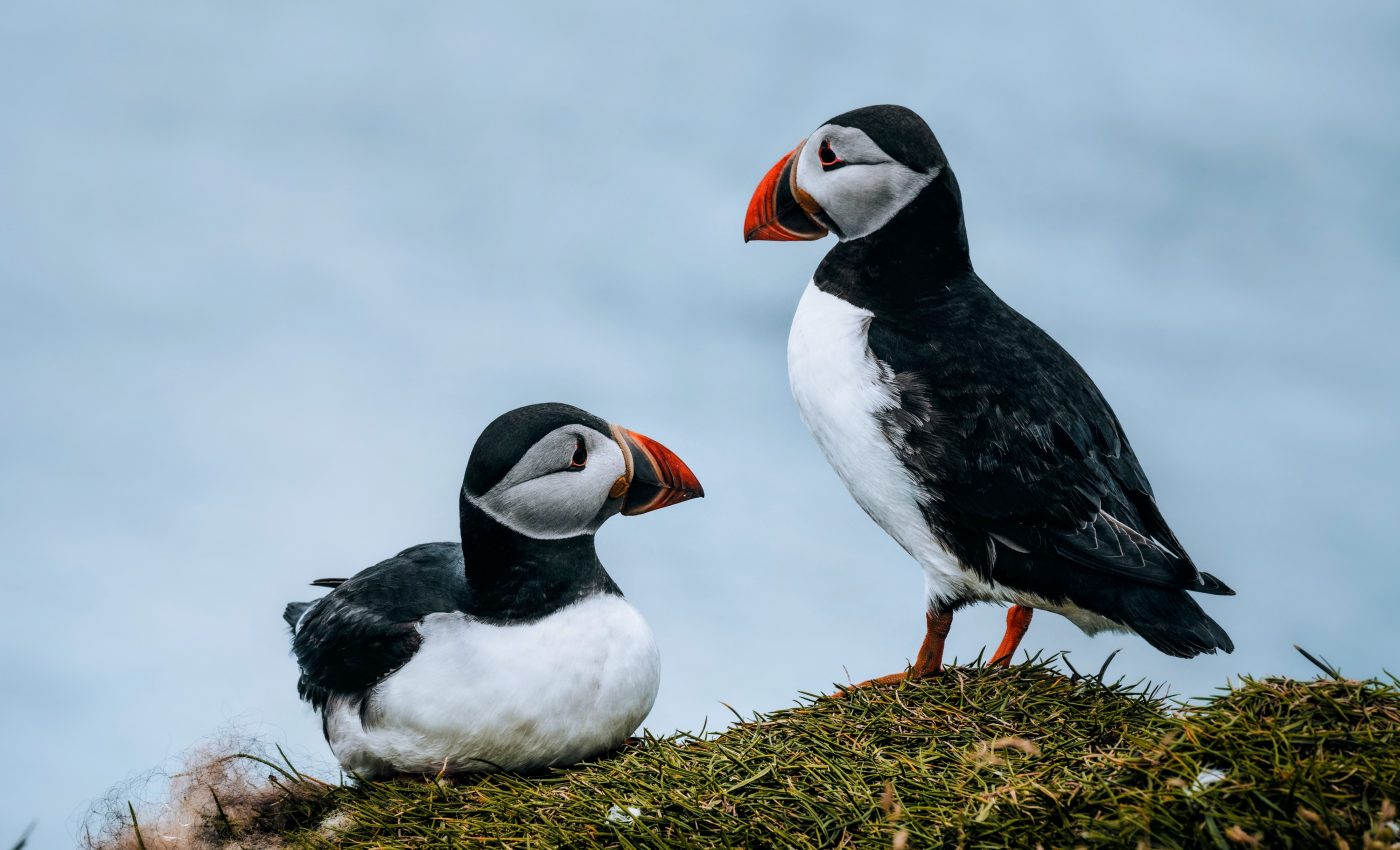 Seabirds create a "halo" of depleted fish