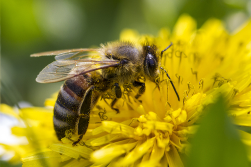 What Is The Rusty Patch Bumble Bee?