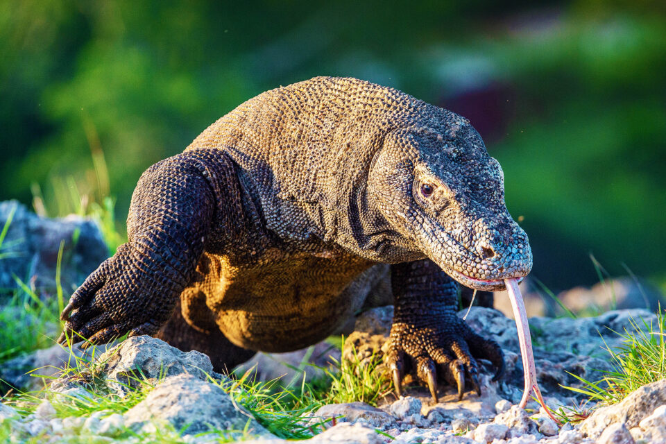 All About the Mysterious Komodo Dragon