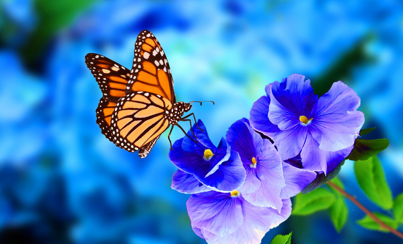 What’s happening with the eastern monarch butterfly?