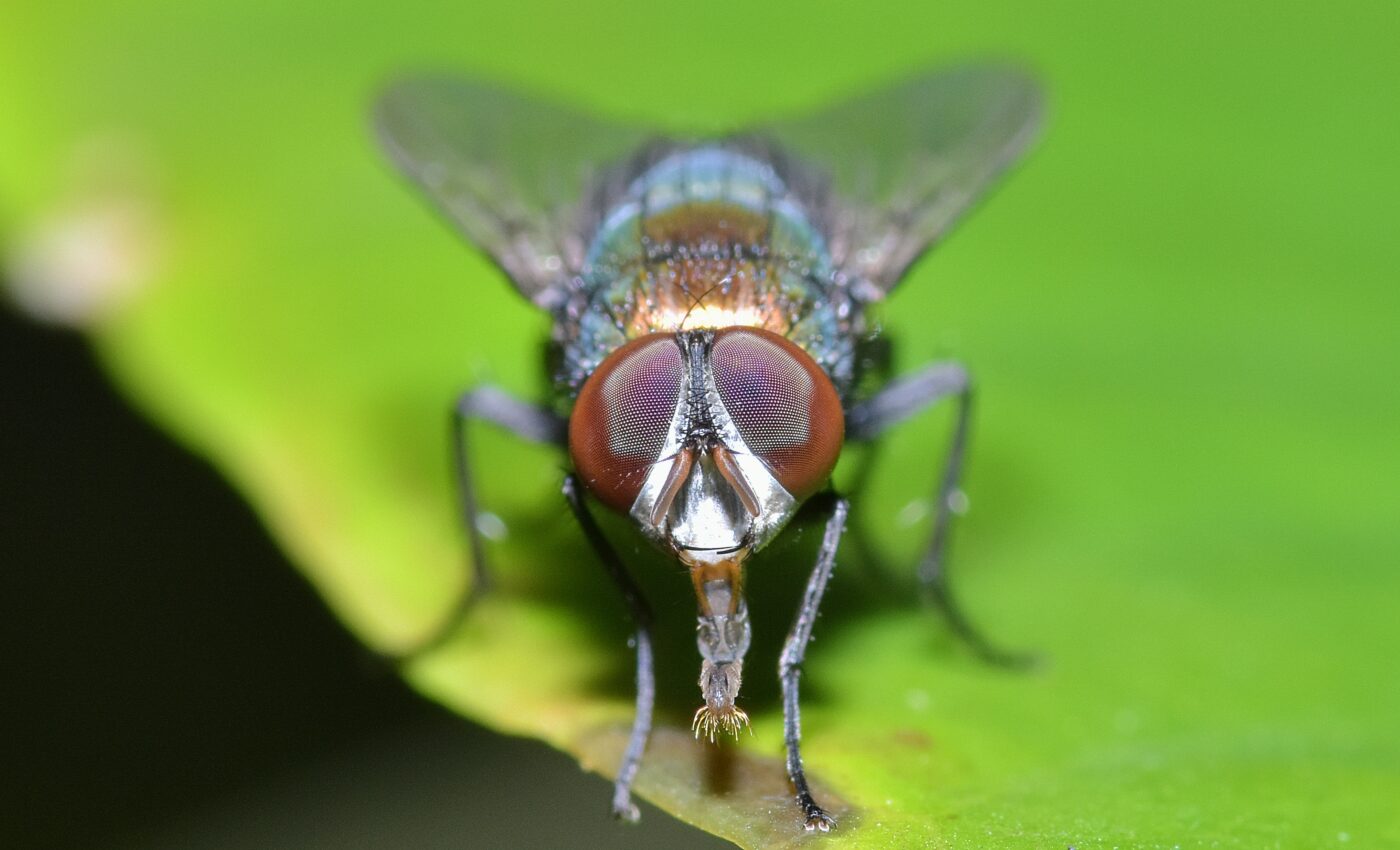 Older tsetse flies give birth to weaker offspring
