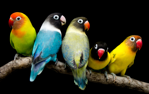 Which Birds Make the Best Pet Birds?