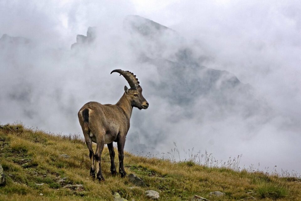 All About the Mysterious Alpine Ibex