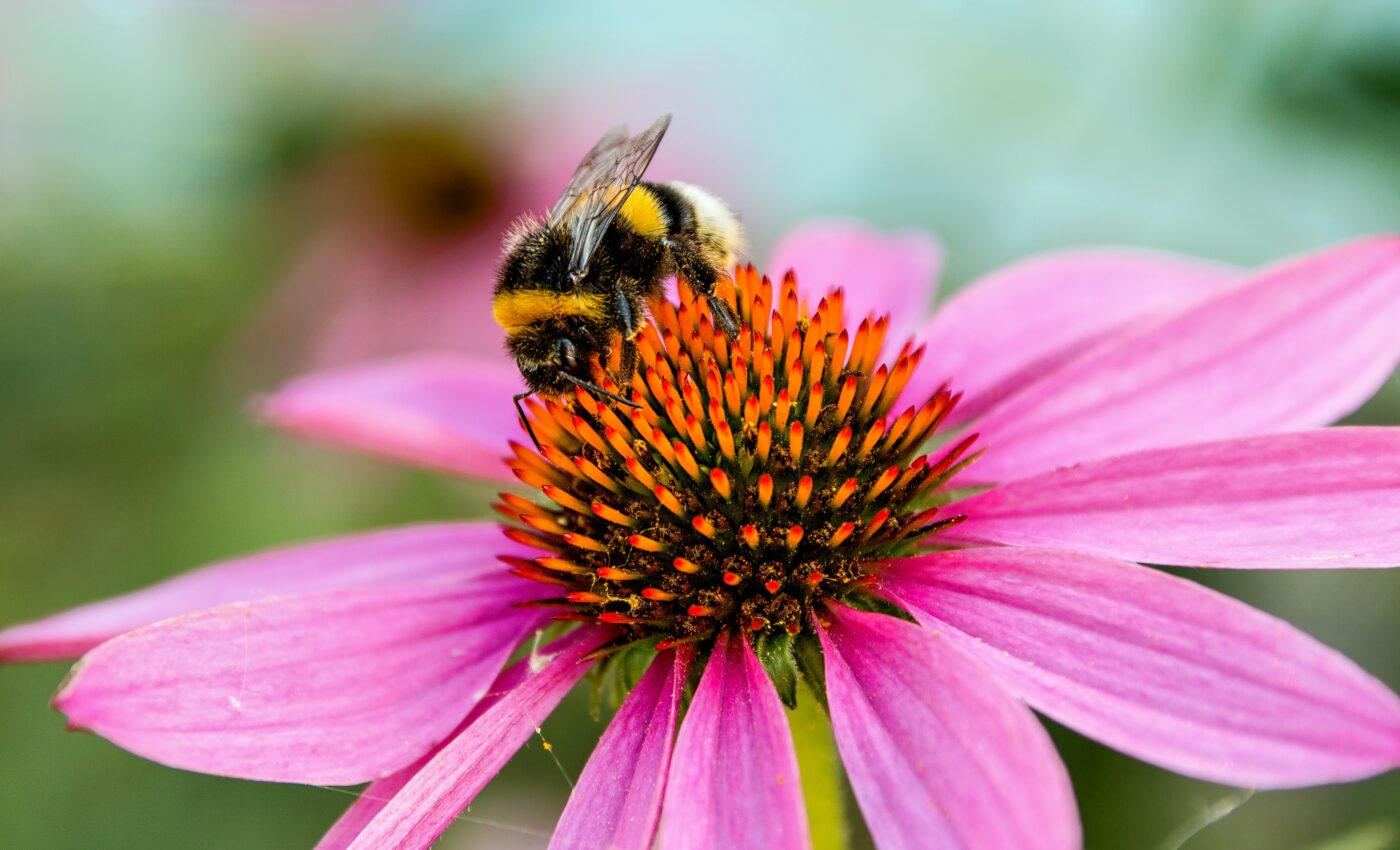 "Virtual safe space" could help save bees