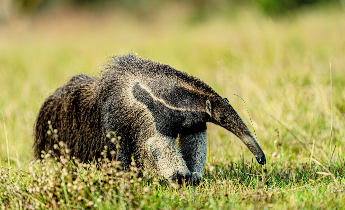 Forest patches help keep giant anteaters warm