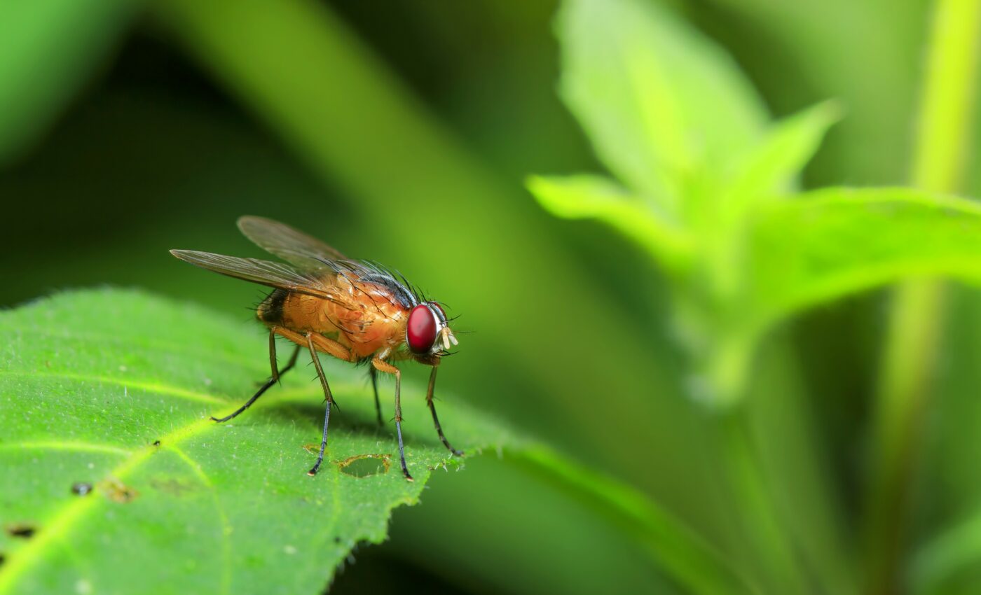 Social isolation causes flies to eat too much and sleep too little