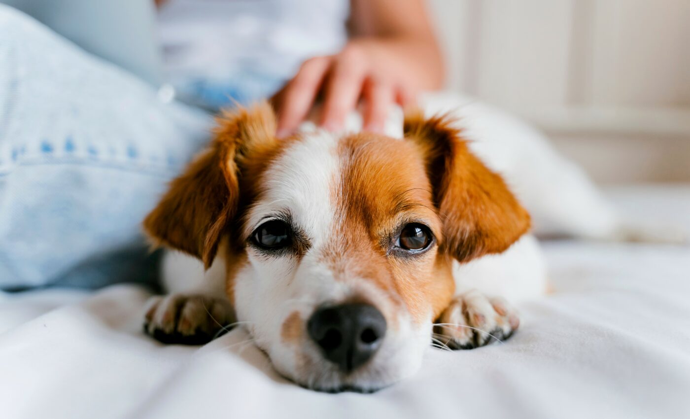 Cuddling with dogs can improve your well-being
