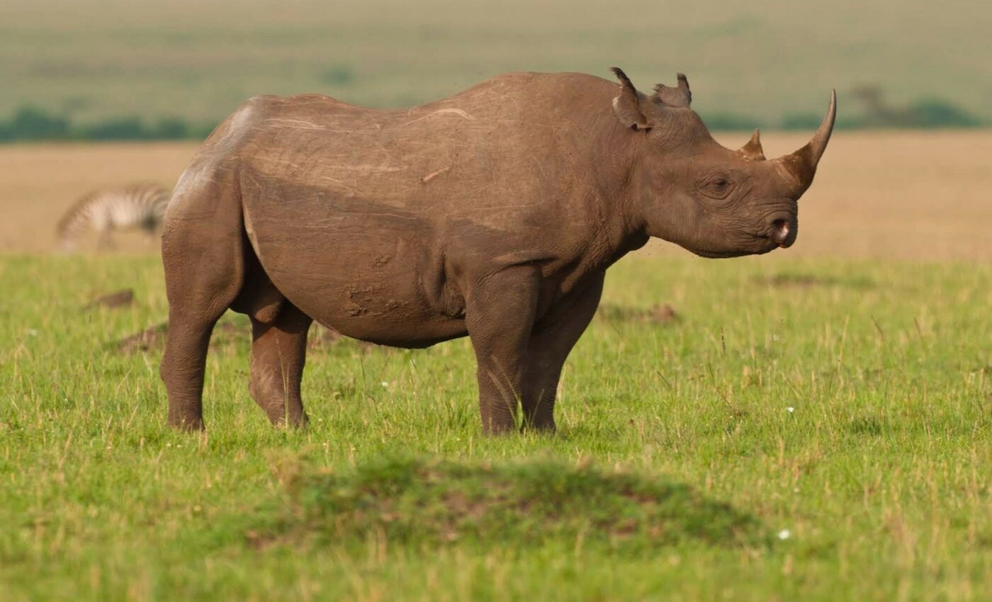 Rhinoceroses have always had low levels of genetic diversity