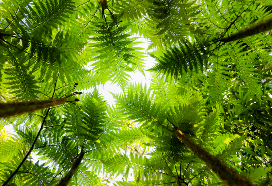 African mountain forests store huge amounts of carbon