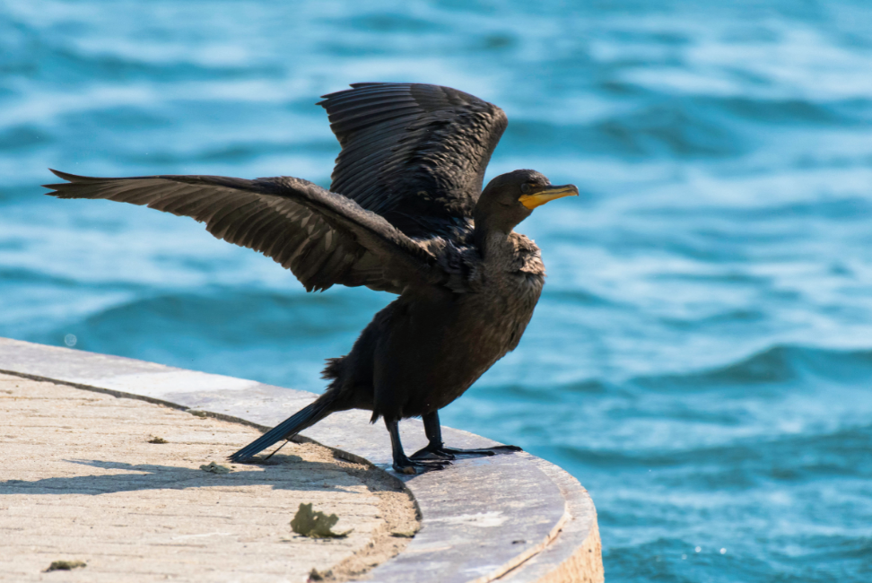 Bird dispersal controlled by wing shape