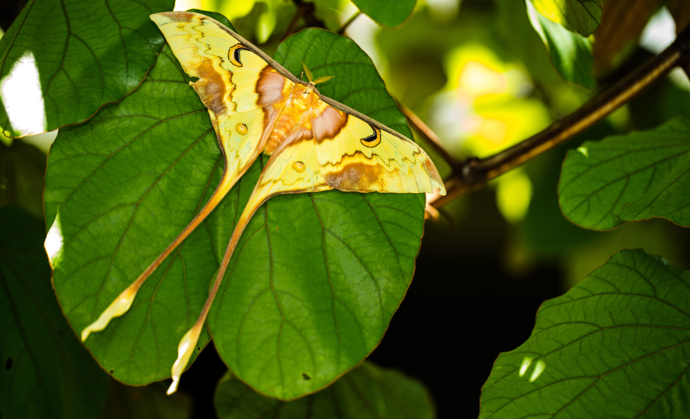 Moths have evolved wingtips that serve as acoustic decoys