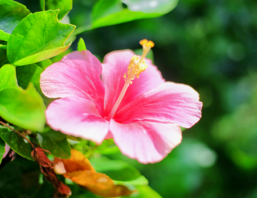 Flowers use mechanical buckling to lure pollinators