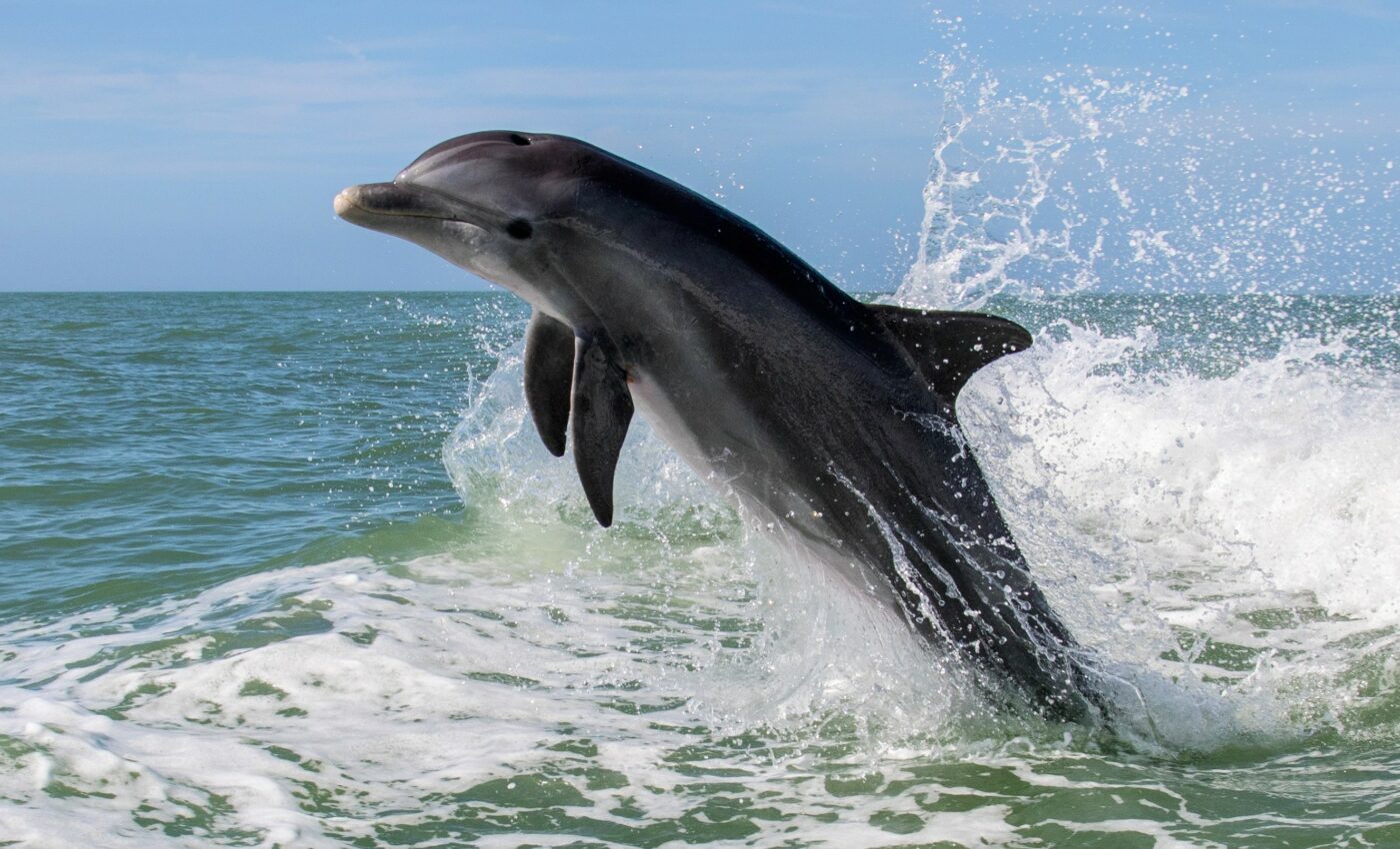 Human whistling may decode dolphin language