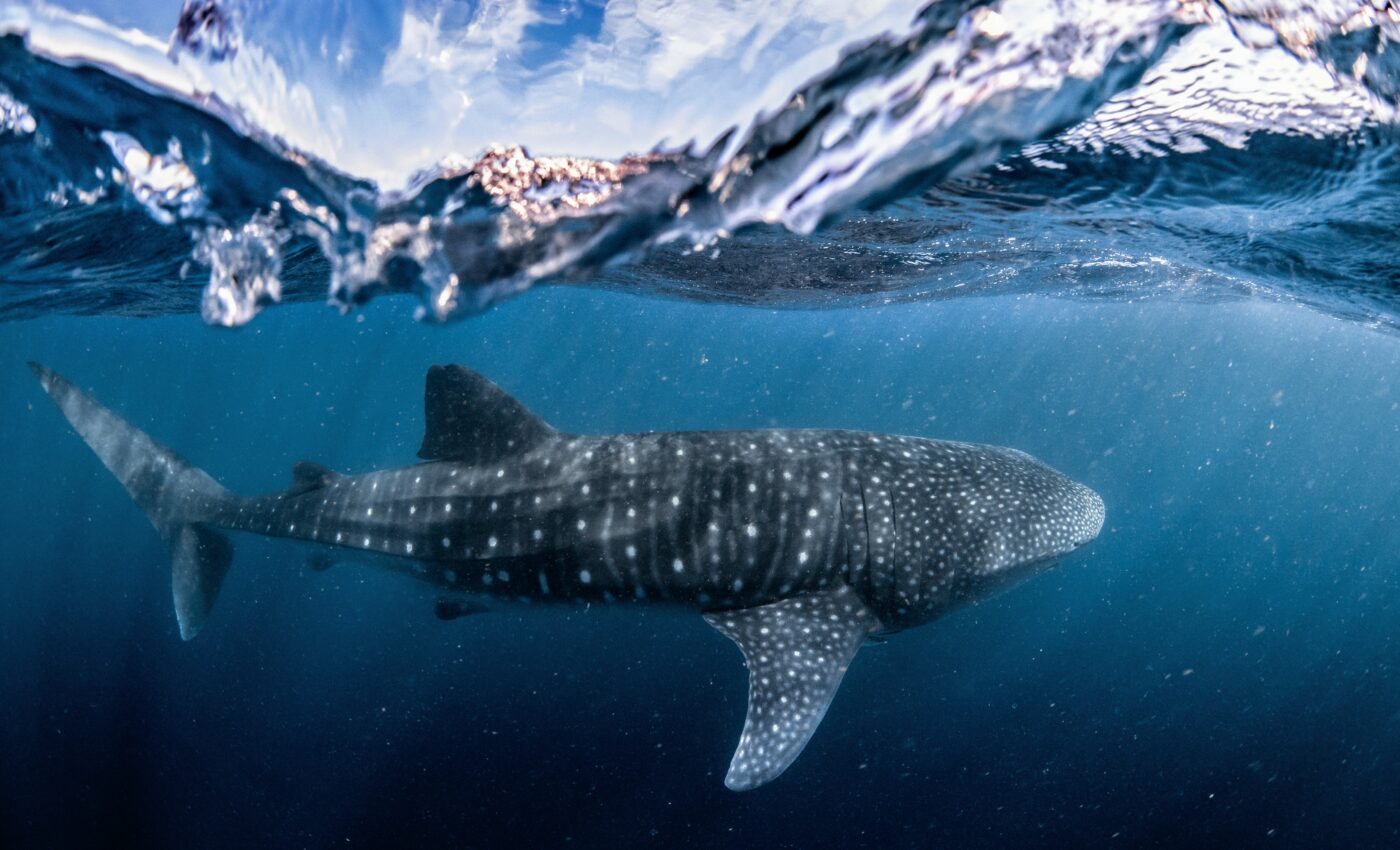 Many Australian sharks and rays face extinction