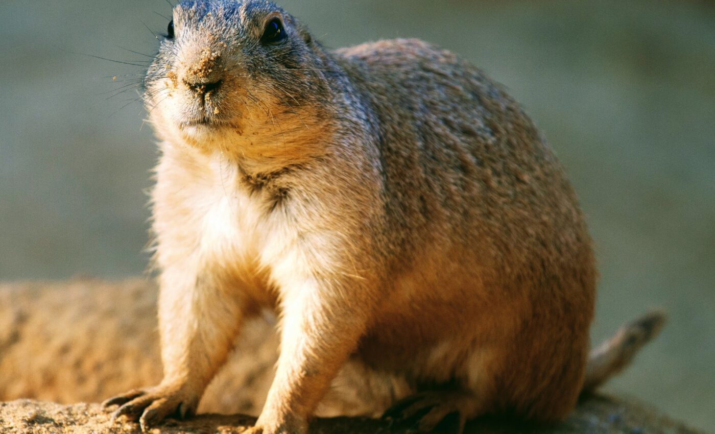 Pocket gophers glow under UV light