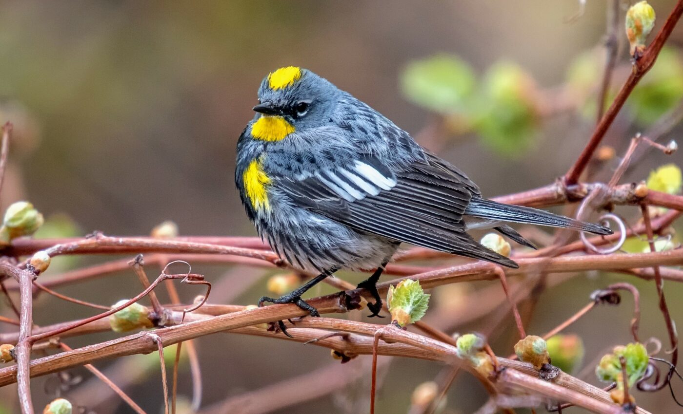 Migratory birds adapt their gut microbes along the journey