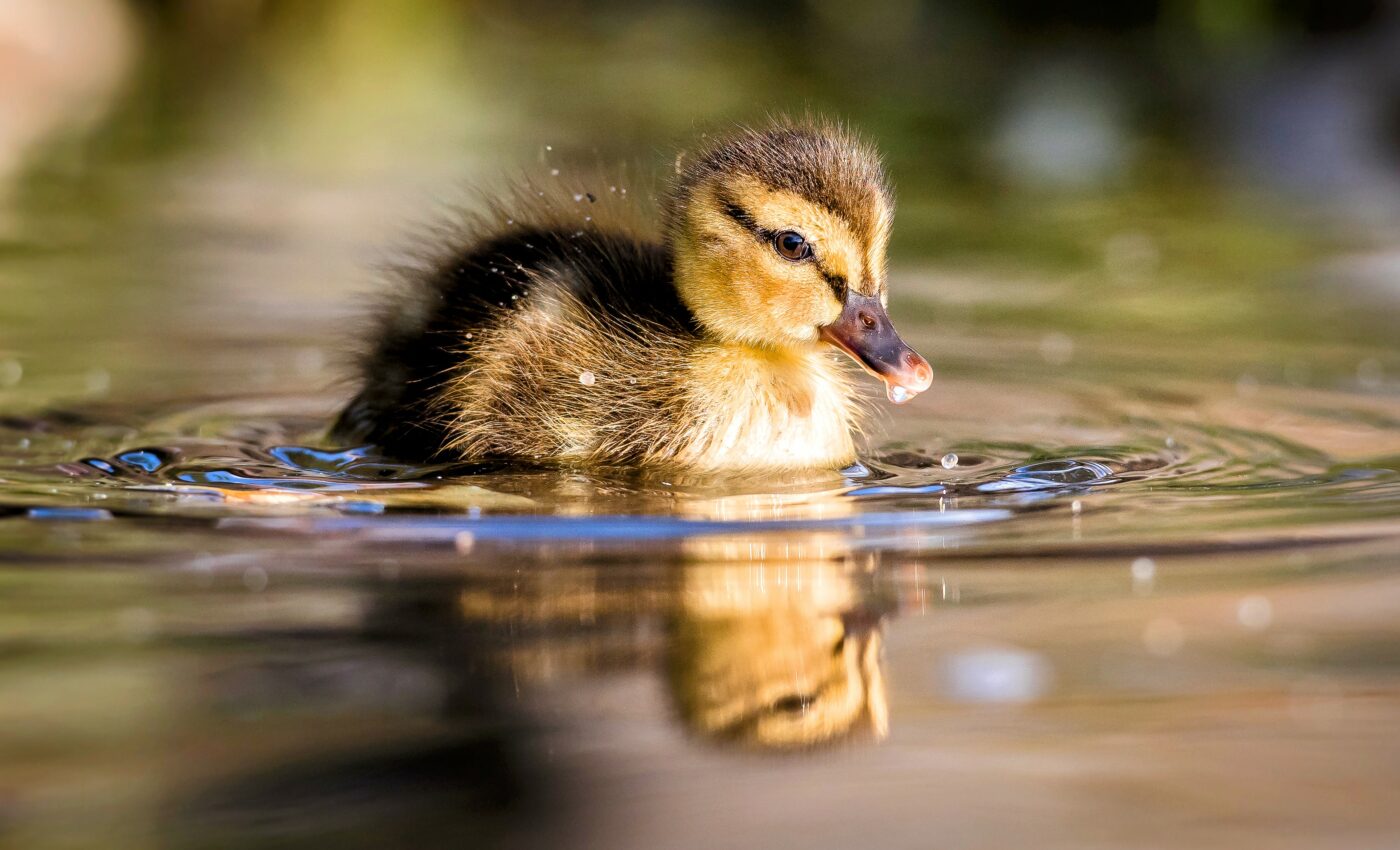 Ducklings swim in line to reduce drag