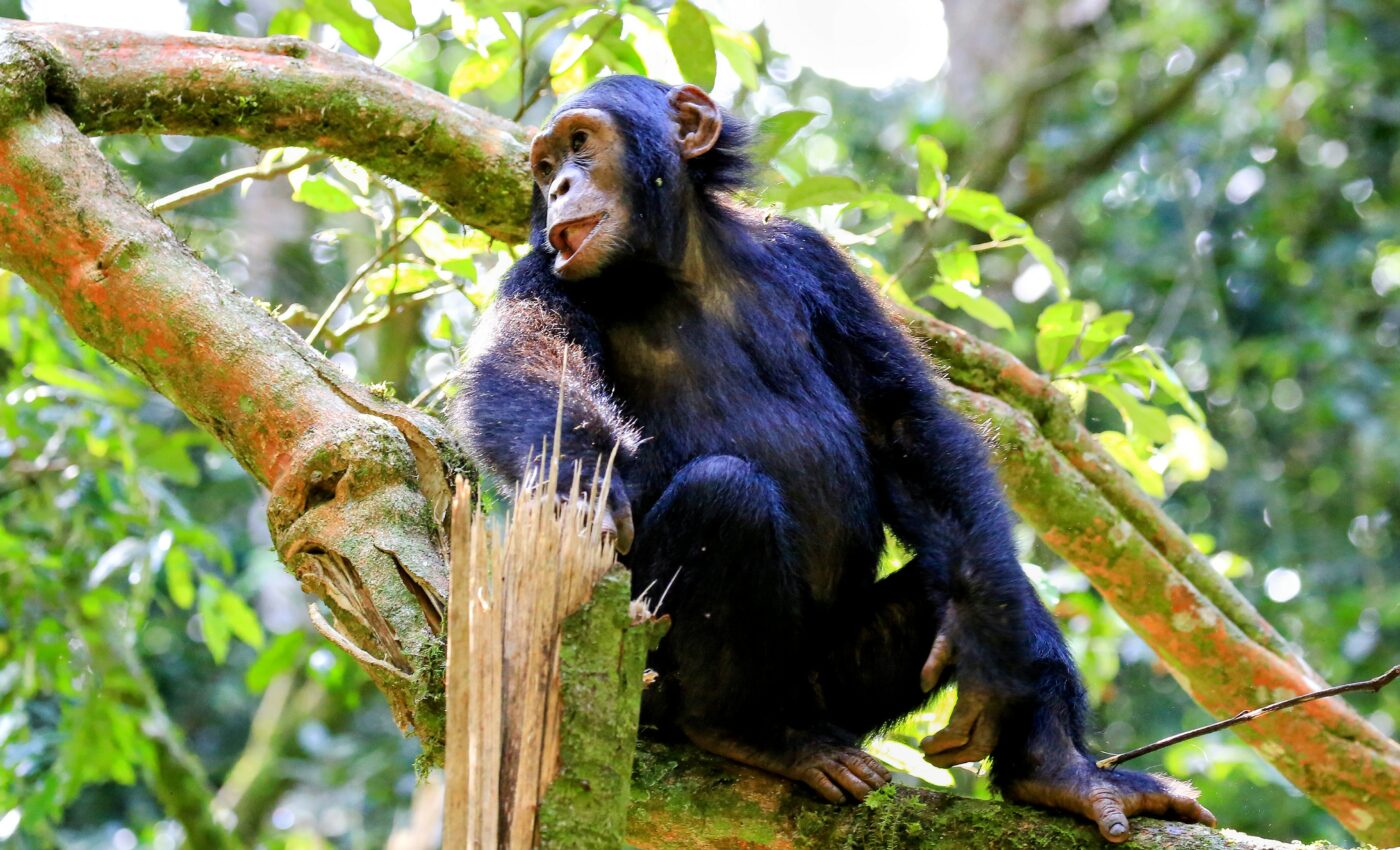 Leprosy has been found in wild chimpanzees