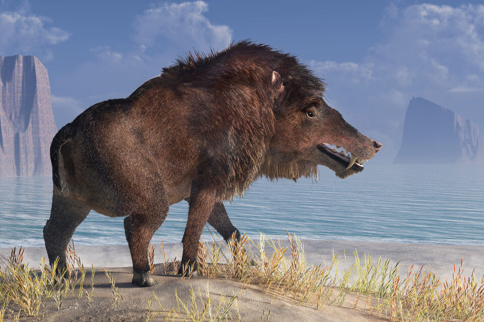 The Terrifying Biology Of Hell Pigs