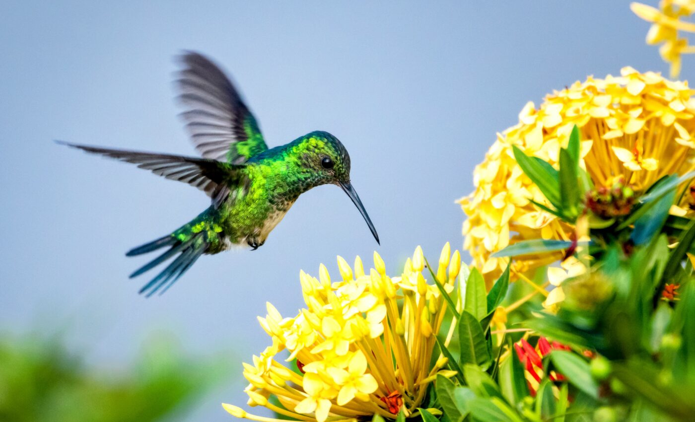 One-third of plants are completely reliant on animal pollinators