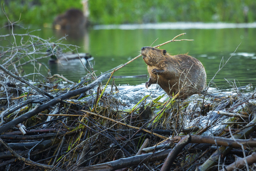 Why Do Beavers Build Dams?