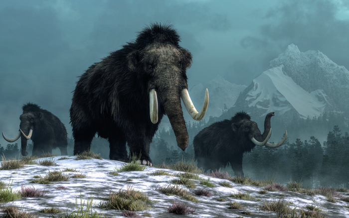 Mammoths were wiped out by climate change, not humans