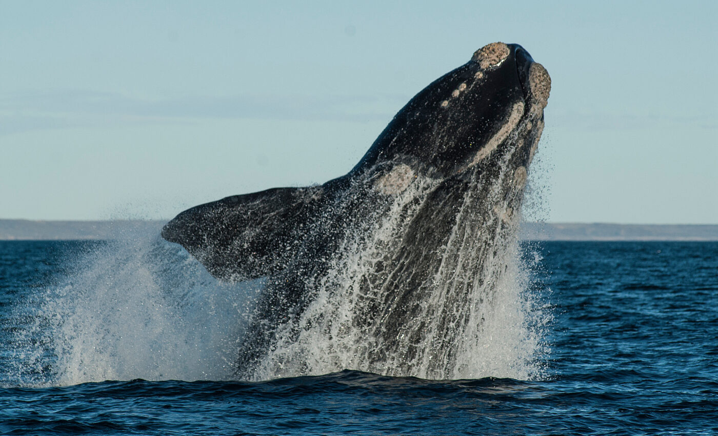 Right whale populations reach new low