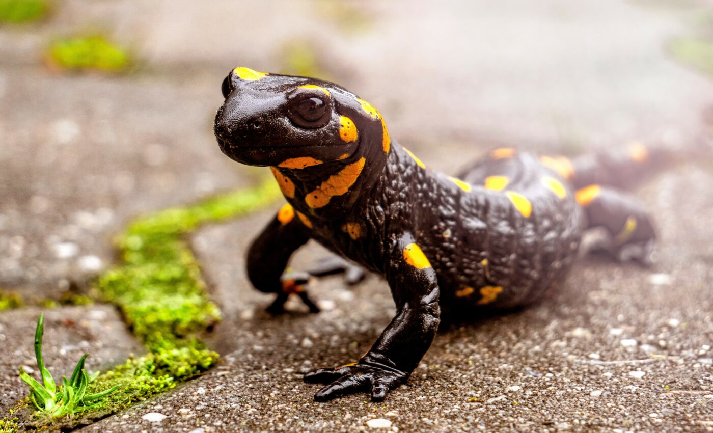 Salamanders have an intriguing partnership with algae